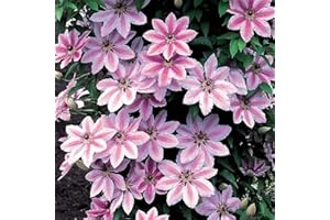 GARDENERSDREAM Clematis Nelly Moser Hardy Climber Outdoor Flowering Garden Shrub Plant in Pot (9cm Pot, 20-30cm)