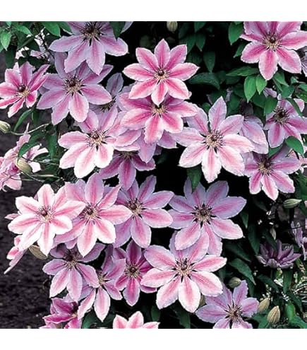 Clematis River Dance-Mix | Clematis | Schling- & Kletterpflanzen | Blüh
