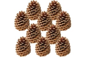 MATCHES21 HOME & HOBBY matches21 - Set di 10 pigne decorative per boschi, decorazione naturale, decorazione autunnale, pigne di abete marrone, 10 pezzi da 10 a 14 cm