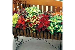 C-LARSS 200Pcs Mixte Coleus Begonia Graines De Plantes À Fleurs Multicolores Facile à Planter Jardin Bonsaï Décor Graines de Coleus 200 pièces