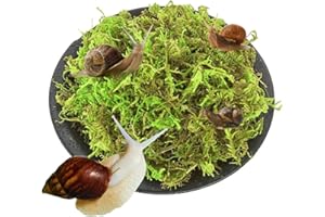 JINGHANGER Mousse naturelle de qualité supérieure pour reptiles Décoration verte Tapis de mousse Décoration pour terrarium pour Escargots, Grenouilles, Tortues