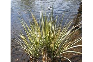 Acorus Gramineus Plant Basket Hardy Dwarf Calamus Grass Calamus Wasserpflanzen Wolff