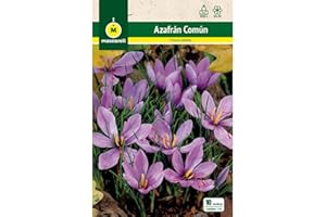 M MASCARELL SEMILLAS DESDE 1920 Mascarell Semillas, AZAFRÁN COMÚN, Semillas Bulbosas, Bulbos de Flores Otoño Fácil de Cultivar, Bolsa 10 Bulbos