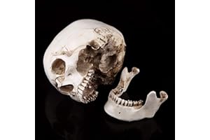 Shipenophy 1:1 Human Skull Replica Resin Model, Made with Resin, Human Skull, Anatomical Model, Suitable for Home Decor