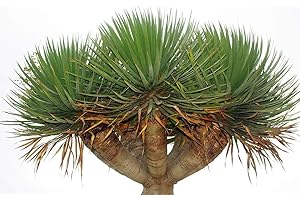 TROPICAL-SEEDS Kanarischer Drachenbaum - Dracaena draco- 10 Samen