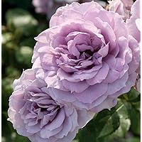 'Novalis' -R-, nostalgische Beetrose, ADR-Rose im 4-Liter-Container