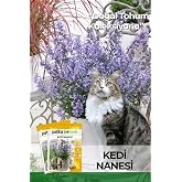 100 Adet Kedi Nanesi &Ccedil;i&ccedil;ek Tohumu