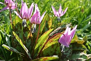 SVI 10 Semi - Semi Dente di cane, Trout Lily, Erythronium dens-canis