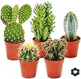 Exotenherz - 5 verschiedene Kakteen im Set - 5,5cm Topf