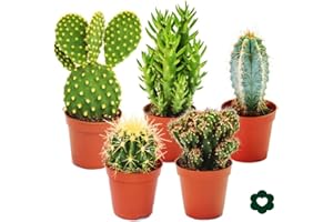 exotenherz - 5 different Cactus - small collection - 5,5cm