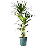Bonplants Kentia, Palma Vera Tropicale, Howea Forsteriana, Vaso 18, h 105 cm