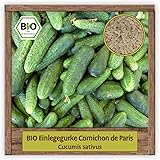 BIO Gurken Samen Sorte Cornichon de Paris (Cucumis sativus) Gemüsesamen Einlegegruke Saatgut