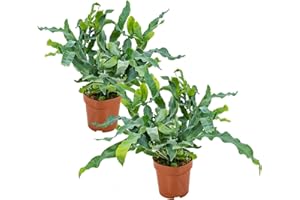 Bloomique - 2er Set - Phlebodium Blue Star - Goldtüpfelfarn - Zimmerpflanzen - Pflegeleicht - Luftreinigend - Höhe 20-30 cm - Topf 12 cm
