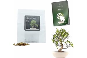 YUGEN BONSAI 30 Banyan Fig Bonsai Seeds | Ficus Benghalensis | Growing Guide | Grow Your Own Bonsai Tree | Bonsai Beginners and Enthusiasts