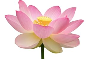 SAMENCHILISHOP (IMMER NUR EINMAL VERSAND) Lotus Pink Nelumbo nucifera 25 Samen