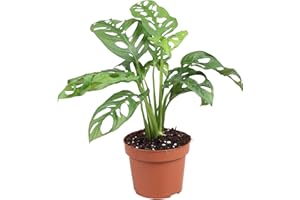 DECOALIVE Mini Planta Natural Monstera Adansonii para Decorar el Hogar