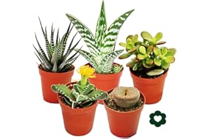 Exotenherz 5 verschiedene Sukkulenten 5,5cm Topf im Set