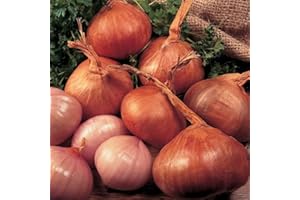 Bolly Bulbs® - Red Sun - Autumn or Spring Planting Shallots (10 Sets)