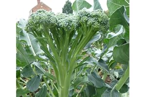 ROOT SOURCE Tender Stem Broccoli Plug Plants Grow Your Own Vegetables 'Ready to Plant Now' Young Vegetable Plants (6)