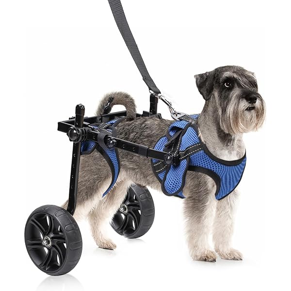 Sedia A Rotelle Posteriore Di Camminata Del Cane Delle Ruote Fotografia - 7
