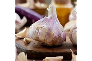 DUTCH BULBS EXCLUSIVE PLANTS FROM HOLLAND Ail à Planter Germidour - 500 g Bulbes - Plantes Vivaces Exterieur - Plante Exterieur Jardin - 14-21 mm - Naturelle Plantes de Hollande (pas de graines, non artificielle)