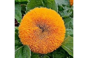 FLOWERSEEDSUK 10 Sunflower Teddy Bear Seeds - Helianthus Annuus - 10 Seeds