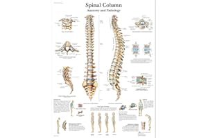 3B Scientific Spinal Column Chart, VR1152UU