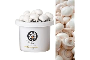 Kit de culture de champignons de Paris | Faites pousser vos propres champignons à cuisiner