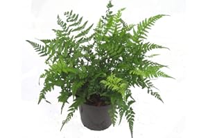 HARRO'S PFLANZENWELT Schmaler Schildfarn- Polystichum tsus-simense winterharter, wintergrüner, Farn 12 cm Topf als Kübelpflanze Balkonpflanze, Schattenpflanze Beetpflanze