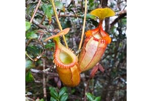 ZHOUBAA Samen zum Bepflanzen, 50 Stück/Beutel Nepenthes-Samen, dekorative tropische Pflanzen mit Beutel, fleischfressende Pflanzen Samen für Zuhause – Orange Nepenthes Samen
