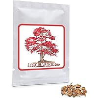 Magic of Nature Ahorn/Fächerahorn - 20 Samen - Japanischer roter Ahorn - Robuste Samen - Winterhart und mehrjährig…