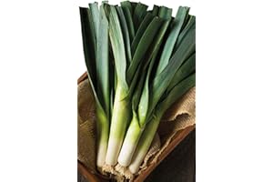 Germisem Orgánica Winter Giant 2 Semillas de Puerro 2 g