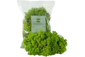Philaro Islandmoos - Echtes Naturmoos in 3 versch. Farben aus Schweden in 500g - 1kg Einheiten - konserviertes langlebiges Moos ideal zum basteln oder für dein DIY Moosbild - Moos Hellgrün 500g
