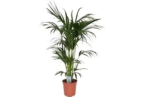 Blumen Senf Kentia Palm 140-160 cm Howea Forsterian
