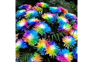 Haloppe 100 Stück Regenbogen-Chrysantheme Blumen Pflanzensamen für die Bepflanzung des Hausgartens, seltene Regenbogen-Chrysantheme Blumensamen Garten Bonsai mehrjährige Pflanze Saatgut