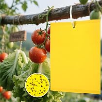50 Trappole Cromotropiche Gialle Adesive Per Moscerini Della Frutta, Afidi E Mosche Bianche, Per Giardino E Piante - 2