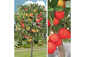 ASTONISH 10 Particules/Sac Arbutus unedo arbousier Fruit délicieux graines pour Healt