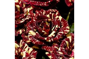 YouGarden Rose Abracadabra Bare Root Rose Bush, Bare Root Roses Bushes for Gardens and Pots Red and Yellow Bare Root Rose Ready for Planting Now Growth Height 70cm to 90cm, Perfect in Containers