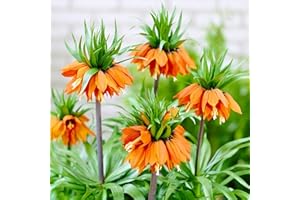 DUTCH BULBS EXCLUSIVE PLANTS FROM HOLLAND Bulbes de Fritillaires Imperialis Orange - Couronnes - 5 Bulbes de Fleurs à Planter Exterieur - Plantes Vivaces Exterieur - Rustique - Naturelle Plantes de Hollande (pas de graines, non artificielle)