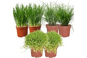 GREEN ME UP Katzengras 6er Box Mix – 2x Cyperus zumula, 2x Soleirolia, 2x Weizengras – frisch aus der Gärtnerei – Balkon- & Zimmerpflanze – pflegeleicht, ungiftig – PetLove
