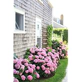 Dashing Look 15 Pink Color Hydrangea Flower Seeds TH-2022dshnglkthm177