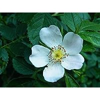 Keilblättrige Rose Rosa elliptica Pflanze 25-30cm Heckenrose Wildrose Rose