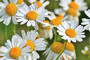 TÛCHE Semi CAMOMILLA In Busta Ermetica MADE IN ITALY Qualità superiore con 95% di germogliazione con istruzioni