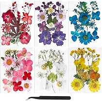 24 Pièces De Lierre Véritable, Fleurs Pressées Naturelles Et Sèches