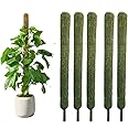 Nayra Plant Support Moss Stick(2Ft Pack of 6)- Green Grass Pole for Plants Support, Support Stick for Money Plant, Climbing Indoor Plants