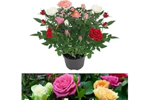 Carbeth Plants - 1 x Real Indoor Rose Plant Quattro Mix - Live Miniature Potted Rose in 10.5cm Pot - Houseplant Perfect for House Warming Present, Birthday and Thank You Gift