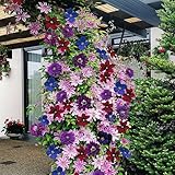 CLEMATIS RAINBOW, 4 PLANTEN, 4 KLEUREN, PLANTENMIX MET BLOEMEN VOOR TUINDECORATIE