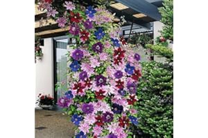 GARDENERSDREAM CLEMATIDE ARCOBALENO 4 PIANTE 4 COLORI ESPOSIZIONE MISTA PIANTE DA FIORE PER IL GIARDINO