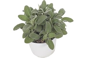 VEG SRLS Pianta aromatica da cucina PIANTA DELLA SALVIA Ø 14 cm - h 20 cm