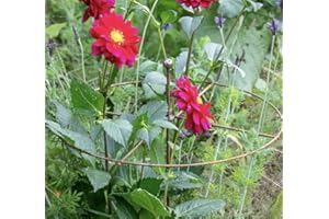 GAP GARDEN PRODUCTS Metal Rust Simple Circle Plant Support (pack of 8 or 6) Ideal plant support for dahlias, delphiniums etc (6, Rustic Patina)